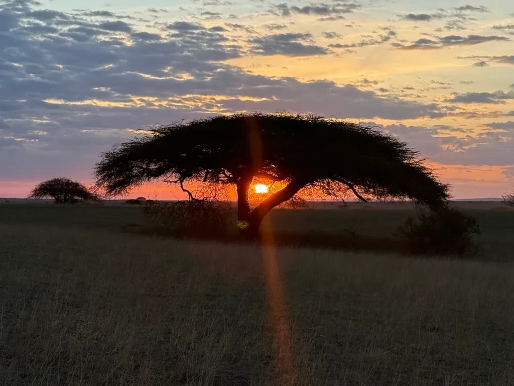 Sunset through Acacia Tree