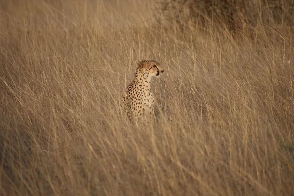 Cheetah Scanning