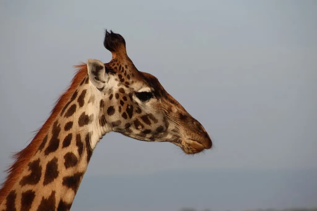 Giraffe Profile