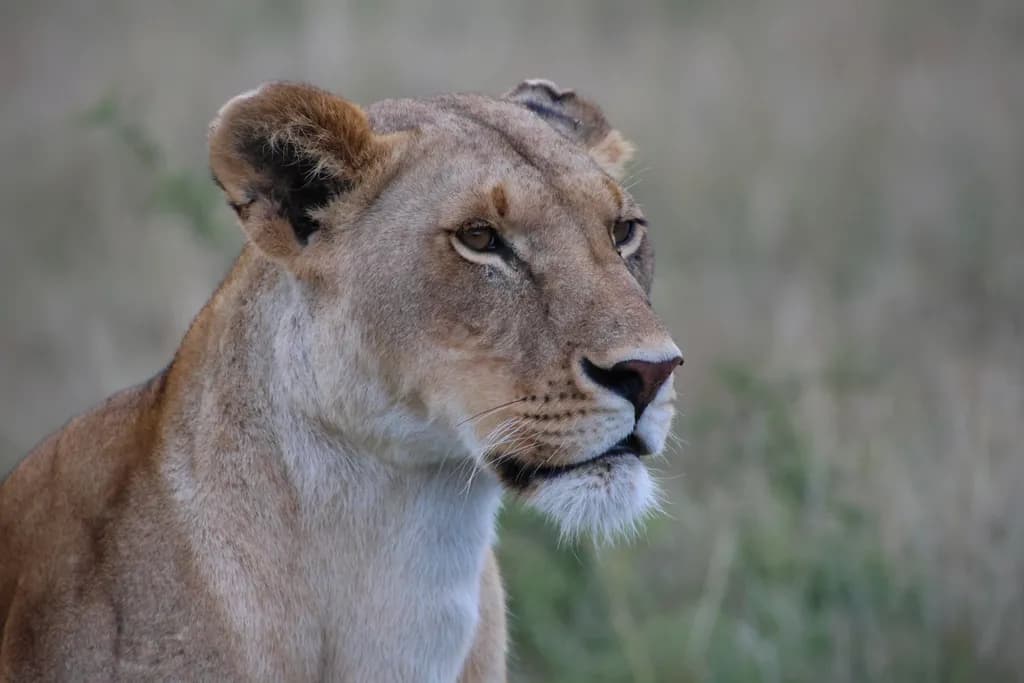 Lioness Stares