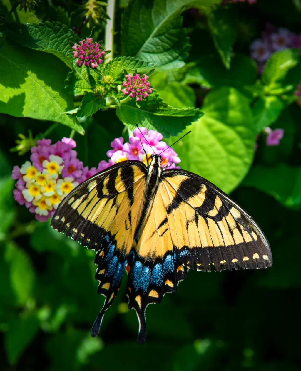 Yellow Butterfly