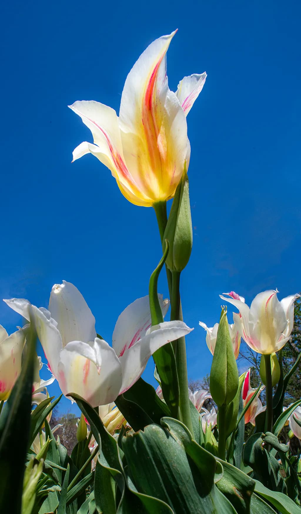 Low Angle Tulips