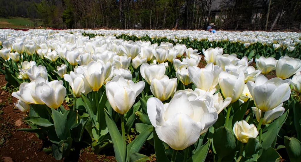 White Field