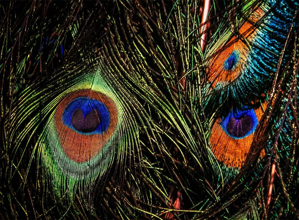 Birds Eyes