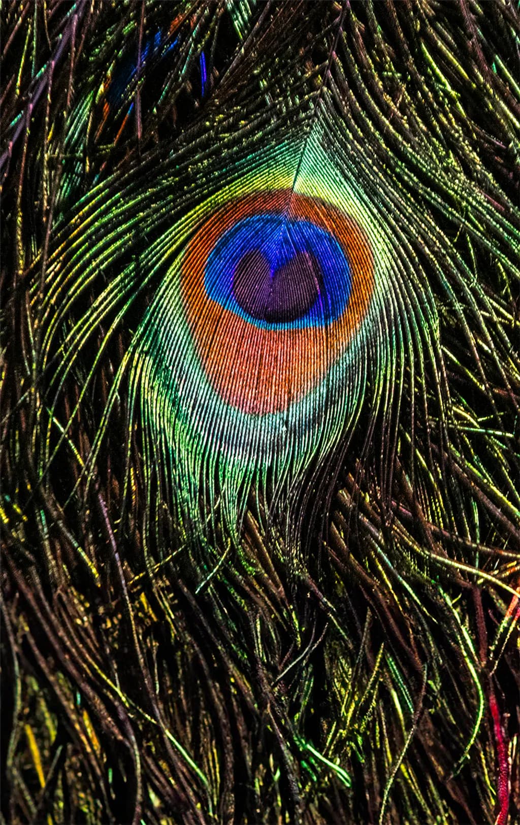 Peacock Eye
