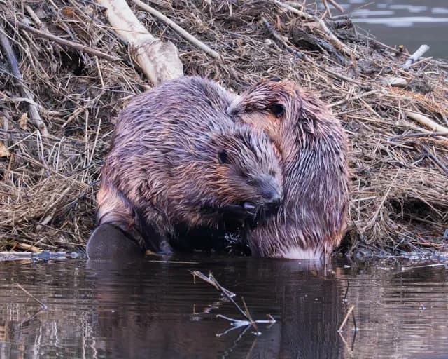 Whispers of Affection: Beavers Embracing in Their Natural Habitat