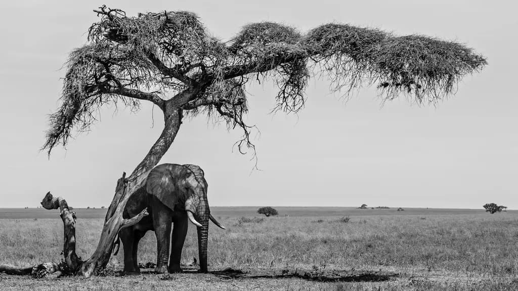 Shady Elephant