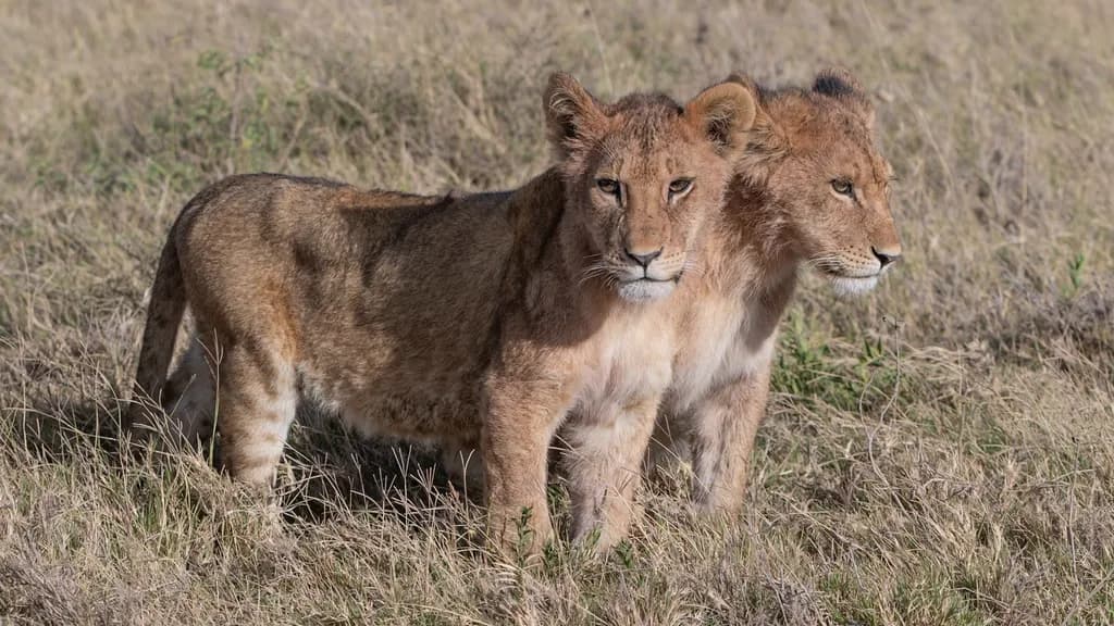 Lion Cubs Together