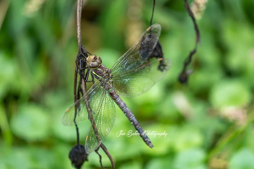 Dragonfly Perch
