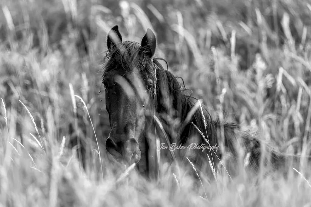 Horse in Grasses