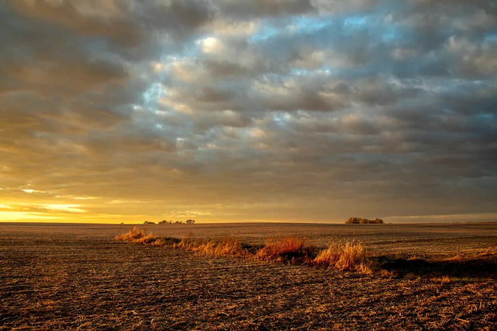 Nature's Golden Canvas