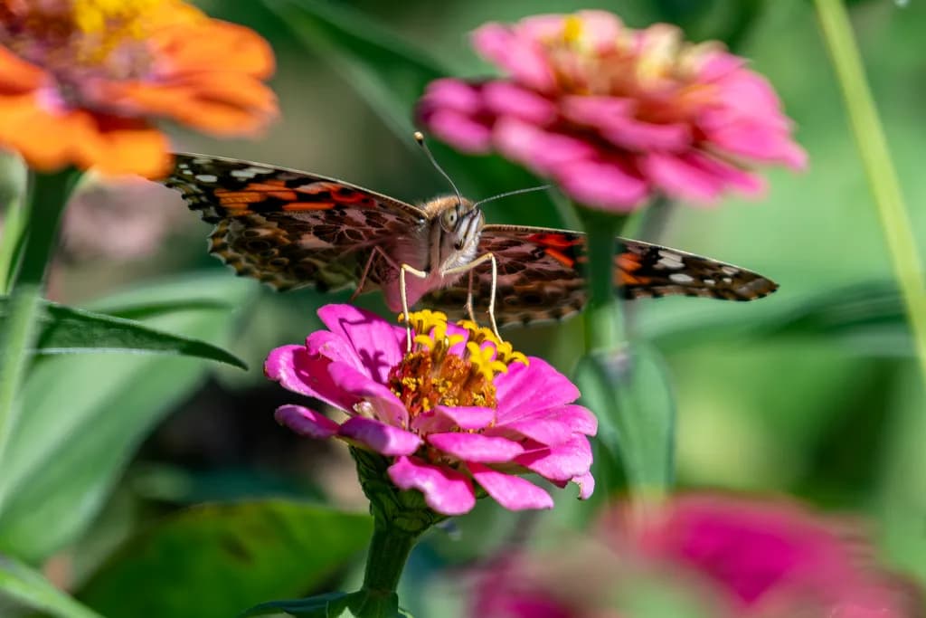 Butterfly Bloom