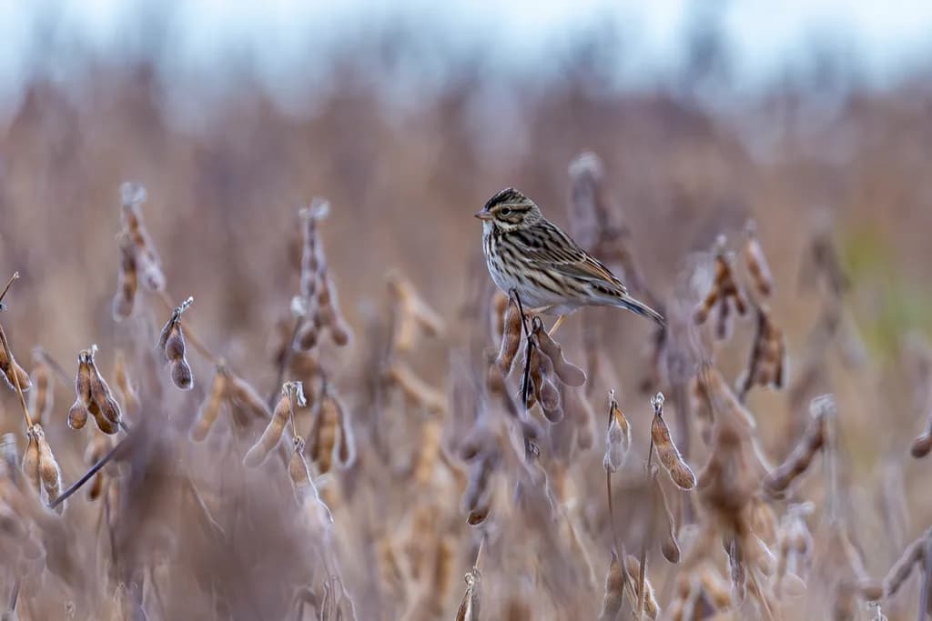 Quiet Perch