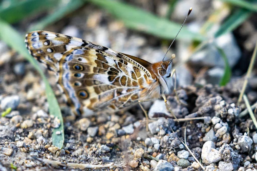 Butterfly Details