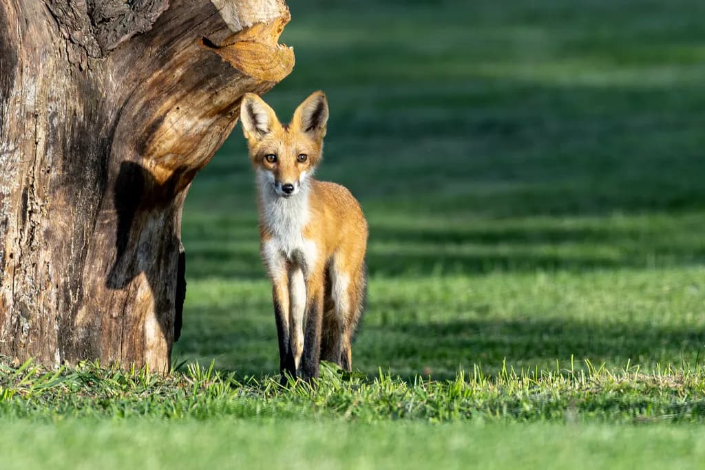 Curious Fox