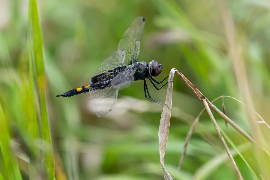 Dragonfly Perch