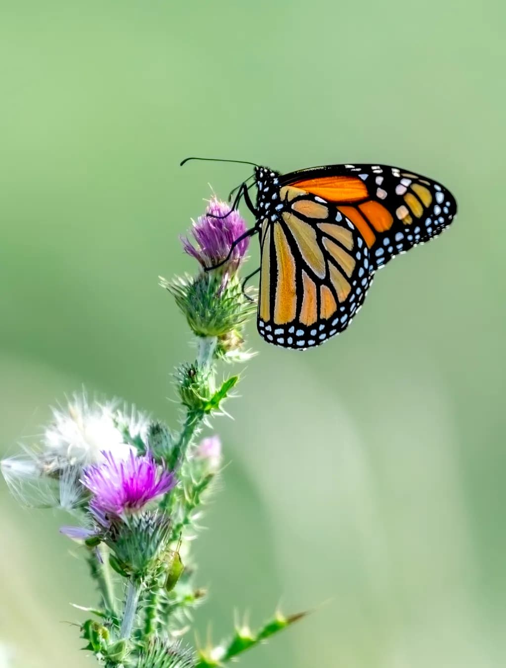 Monarch's Nectar