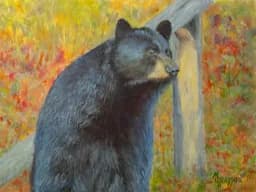 Autumn Black Bear