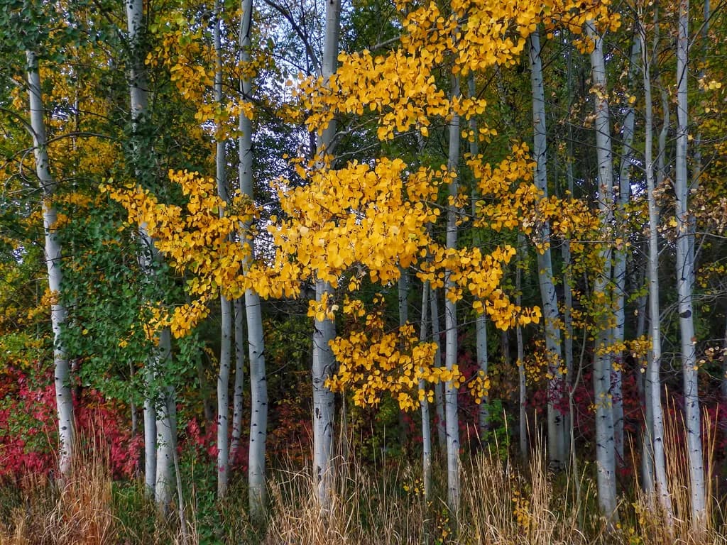 Autumn Harmony
