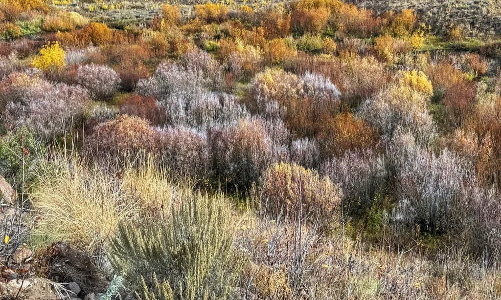 Autumn Tapestry