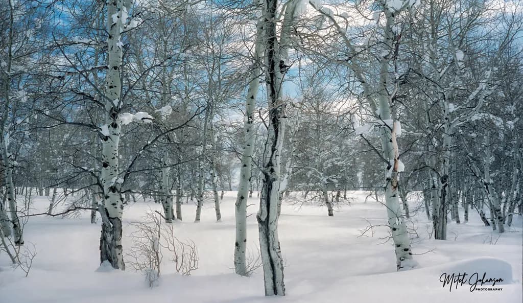 Winter Wonderland