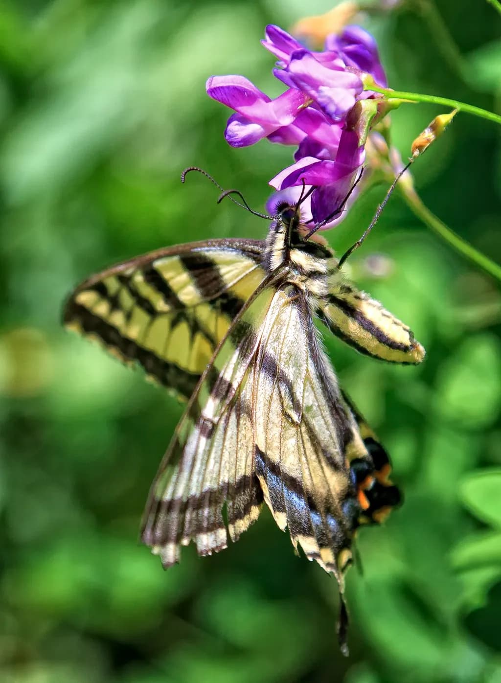 Mill A Butterfly