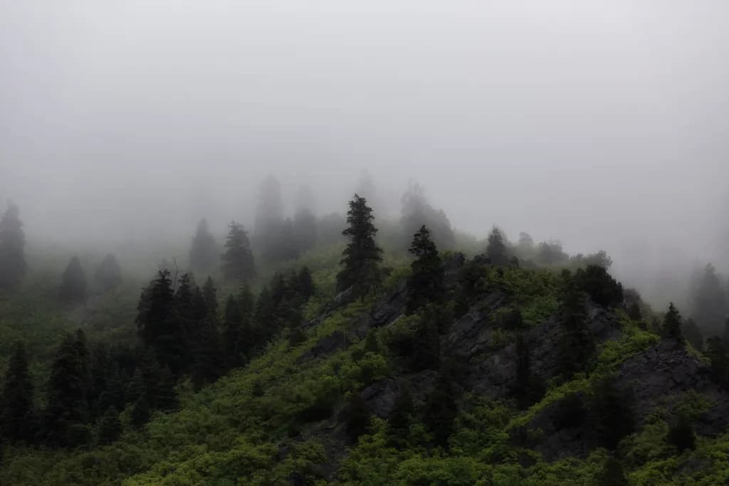 Misty Rain