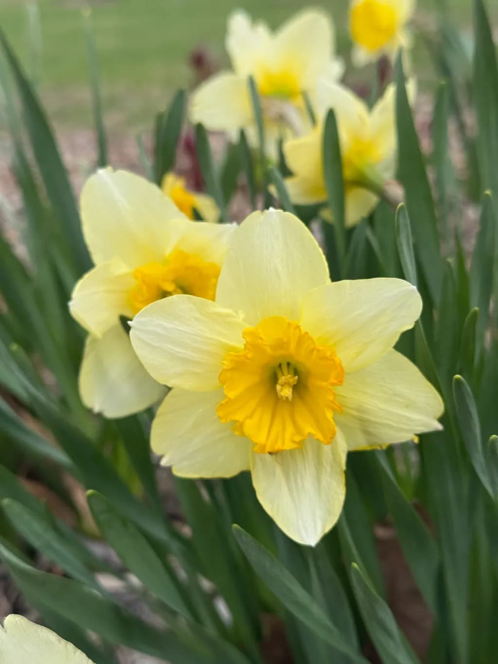 Narcissus Radiance