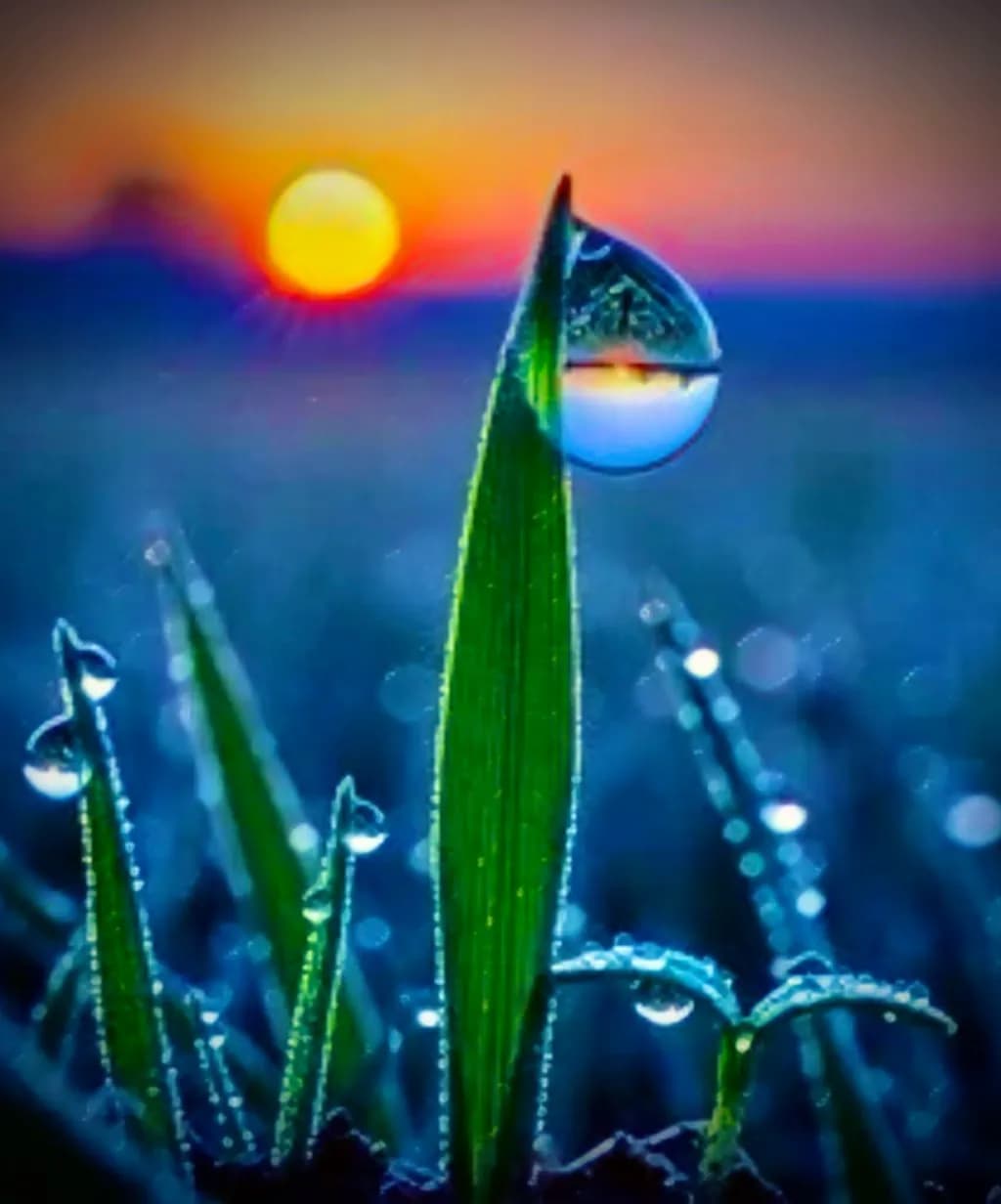 Dewdrop Sunrise