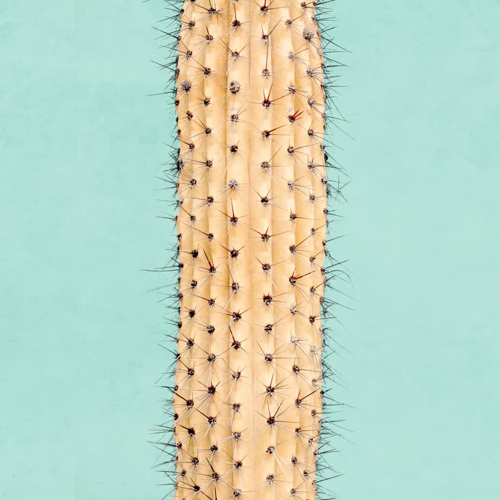 Whispers of the Desert: A Cactus Journey Through Texture and Color