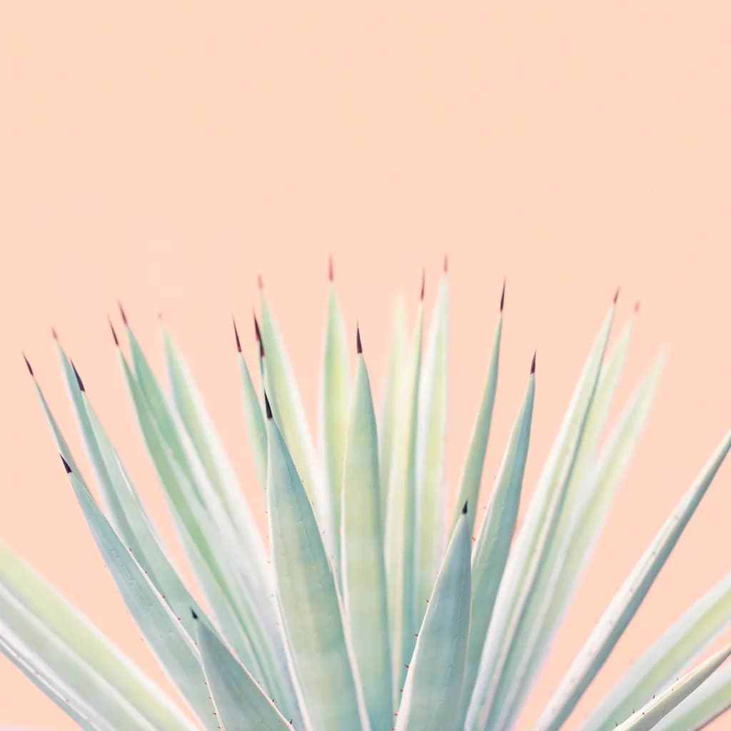 Whispers of the Agave: A Journey Through Nature's Elegance