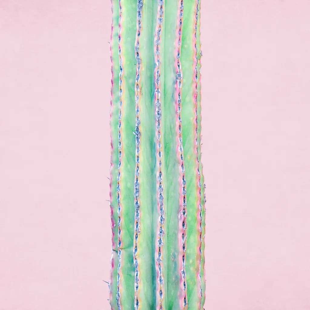 Whispers of Resilience: A Cactus's Journey Through Color and Form