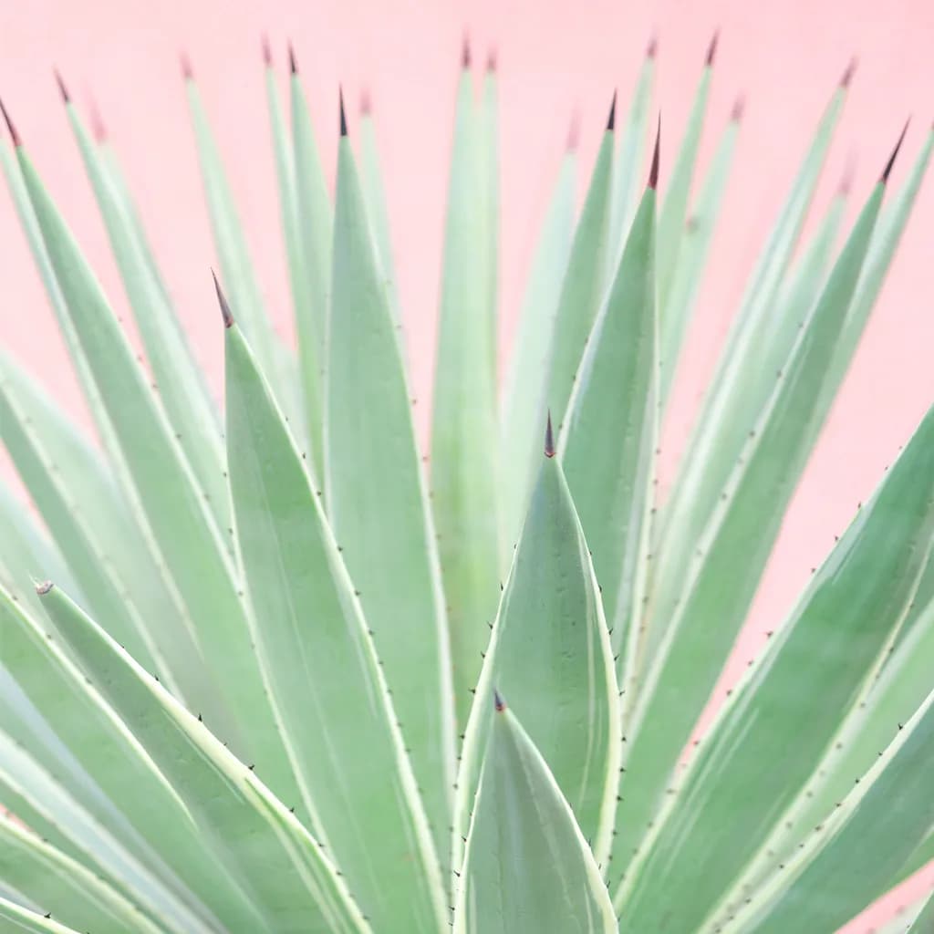 Whispers of Green: A Journey Through Nature's Spiky Embrace