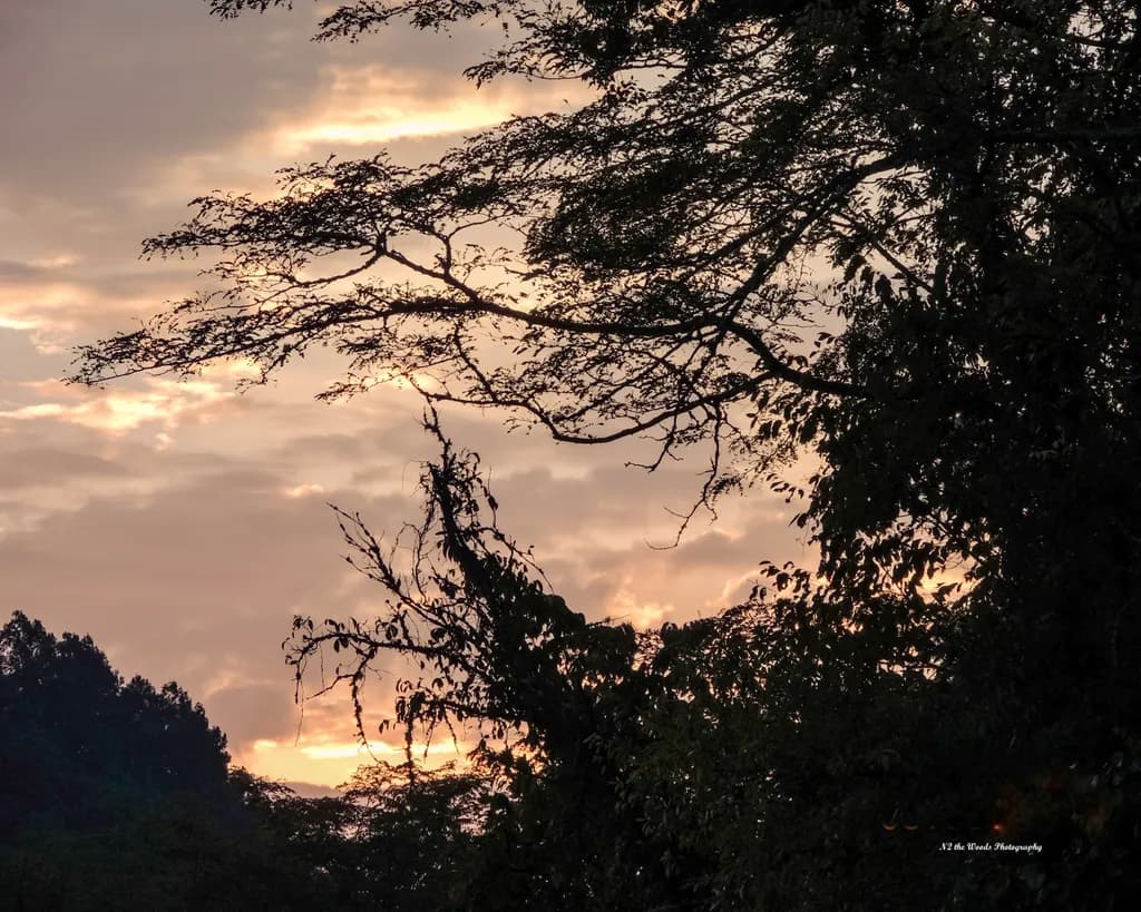 Dusk in Smith County