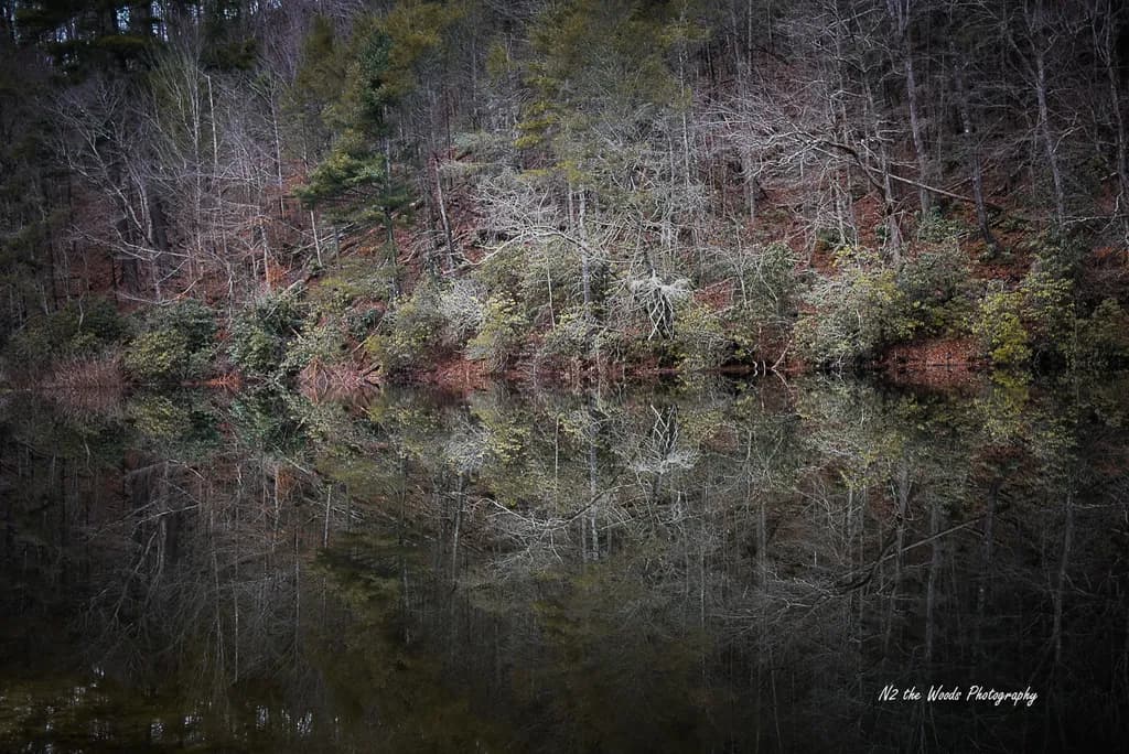 Green Cove Reflections