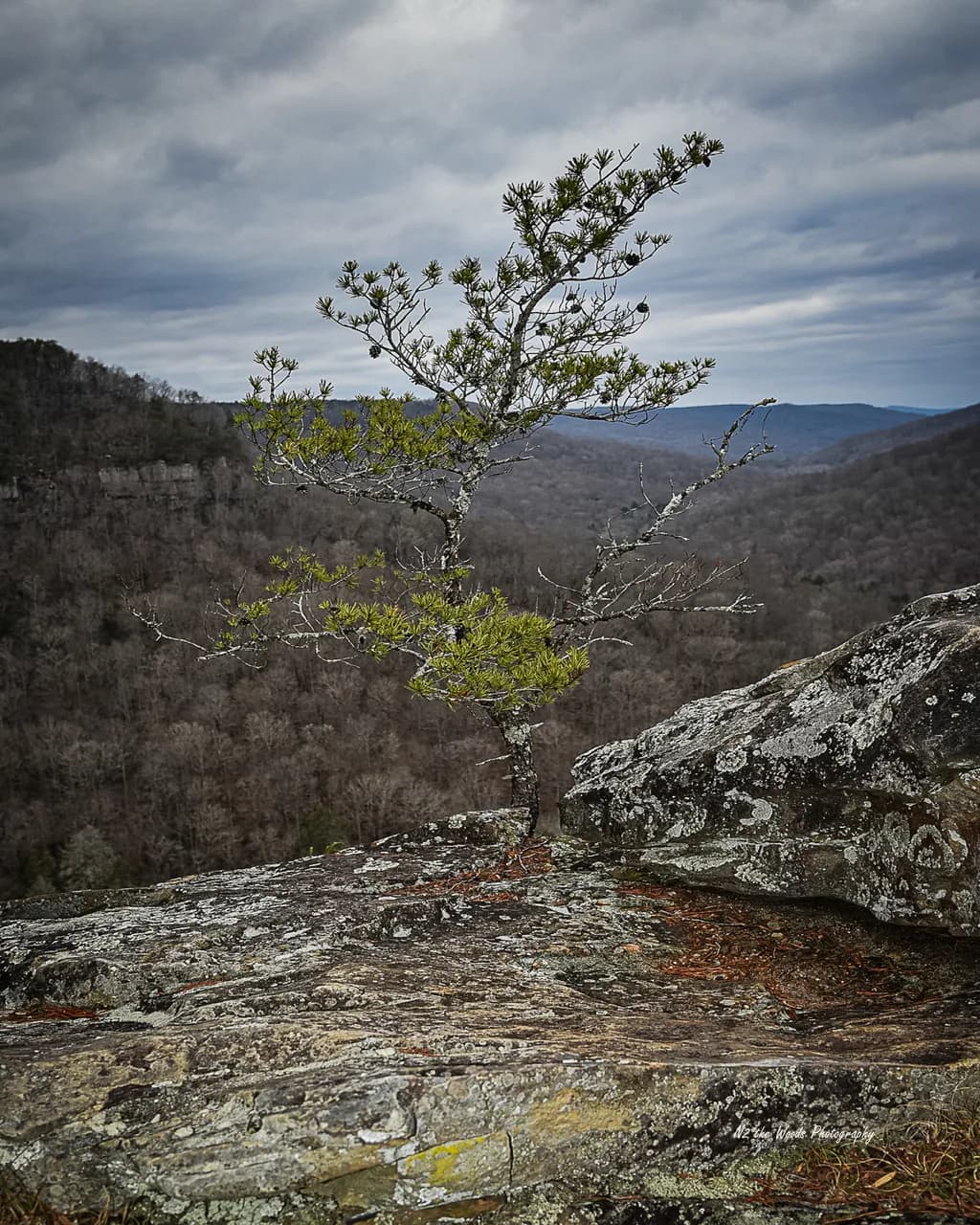 Buzzards Roost