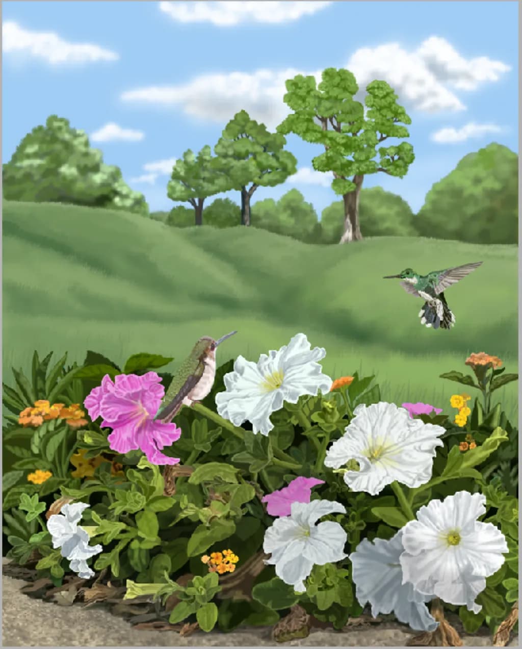 Hummingbird Haven