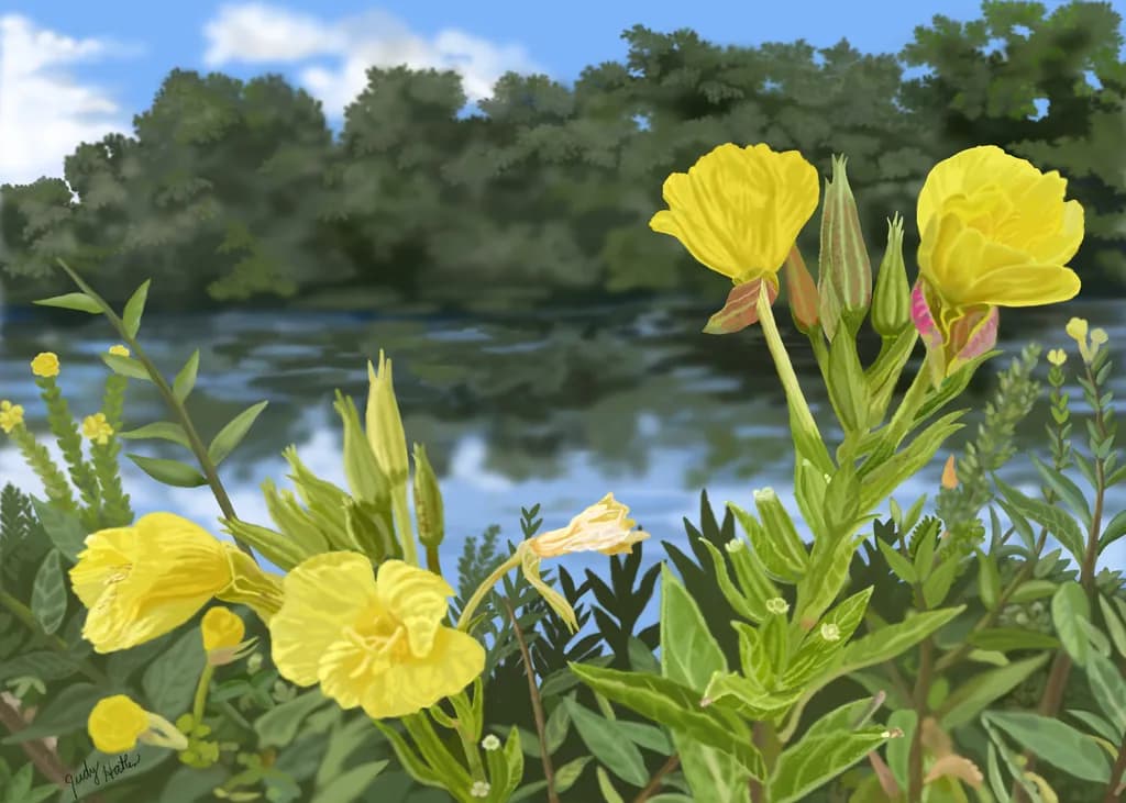 Evening Primroses on Rock River