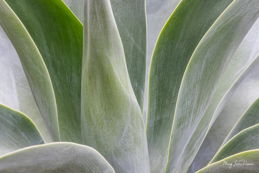 Agave Curves