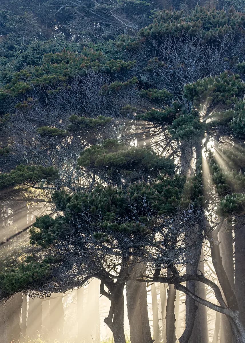Spirit of the forest