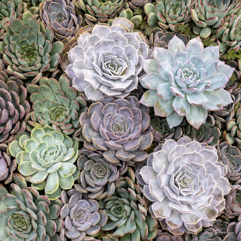 Living in Harmony