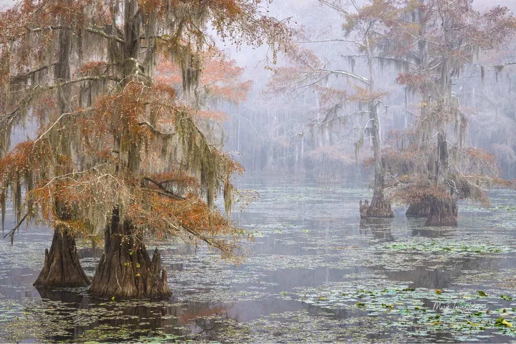Beauty in the Mist I