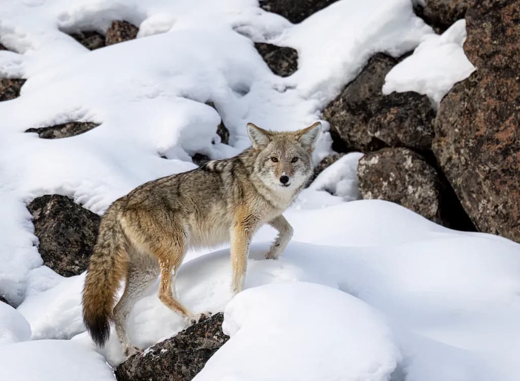 Coyote on the prowl
