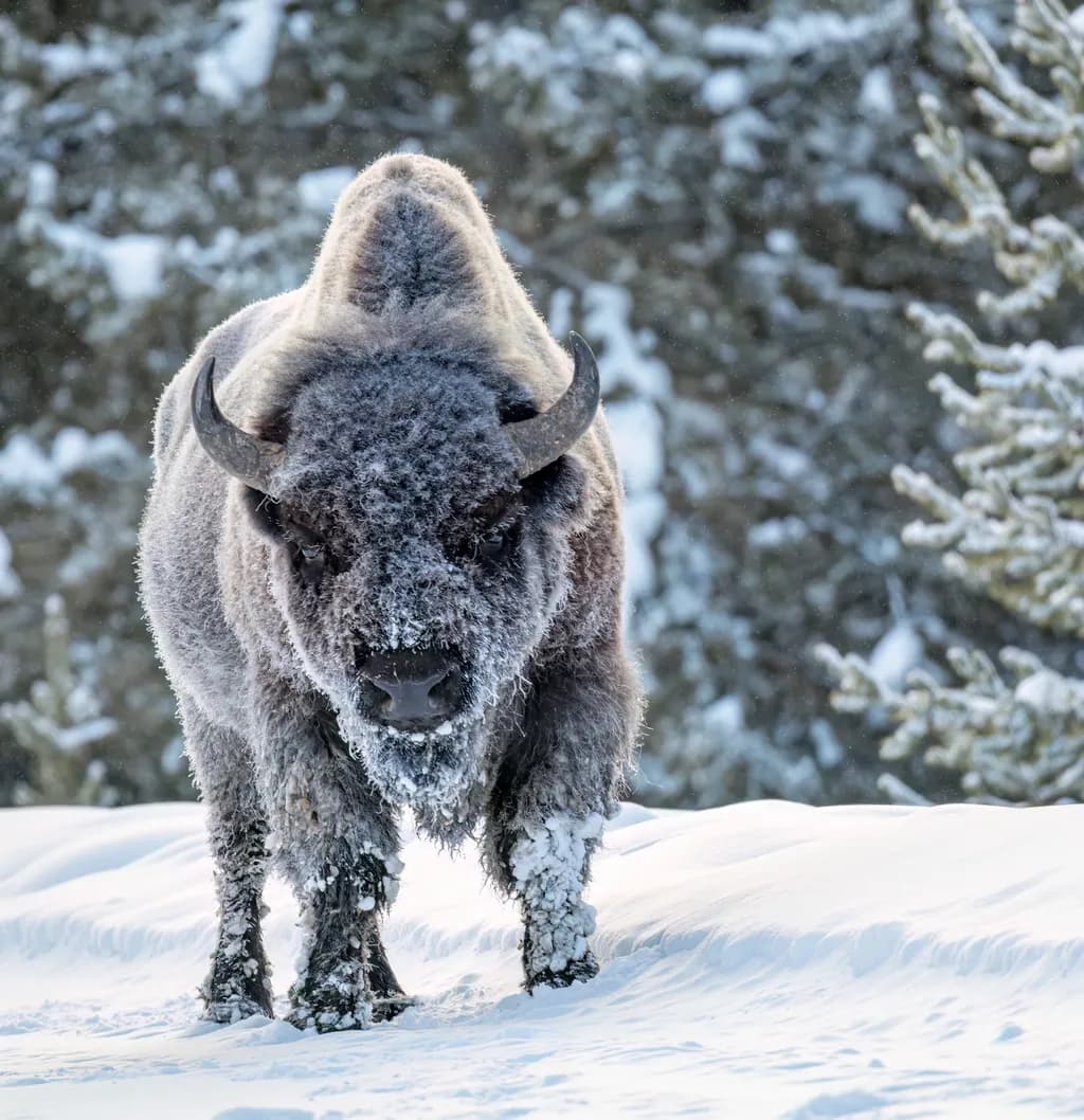 Winter Sentinel