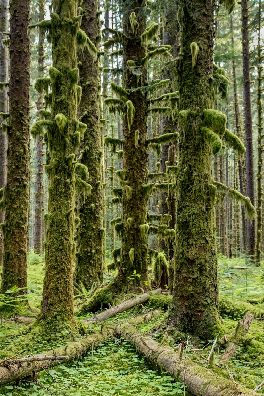 Mossy Woodland