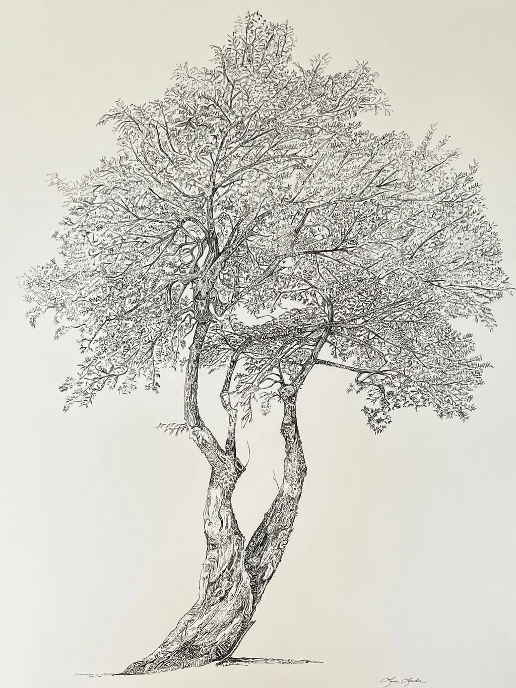 DOS26 Tree Illustration