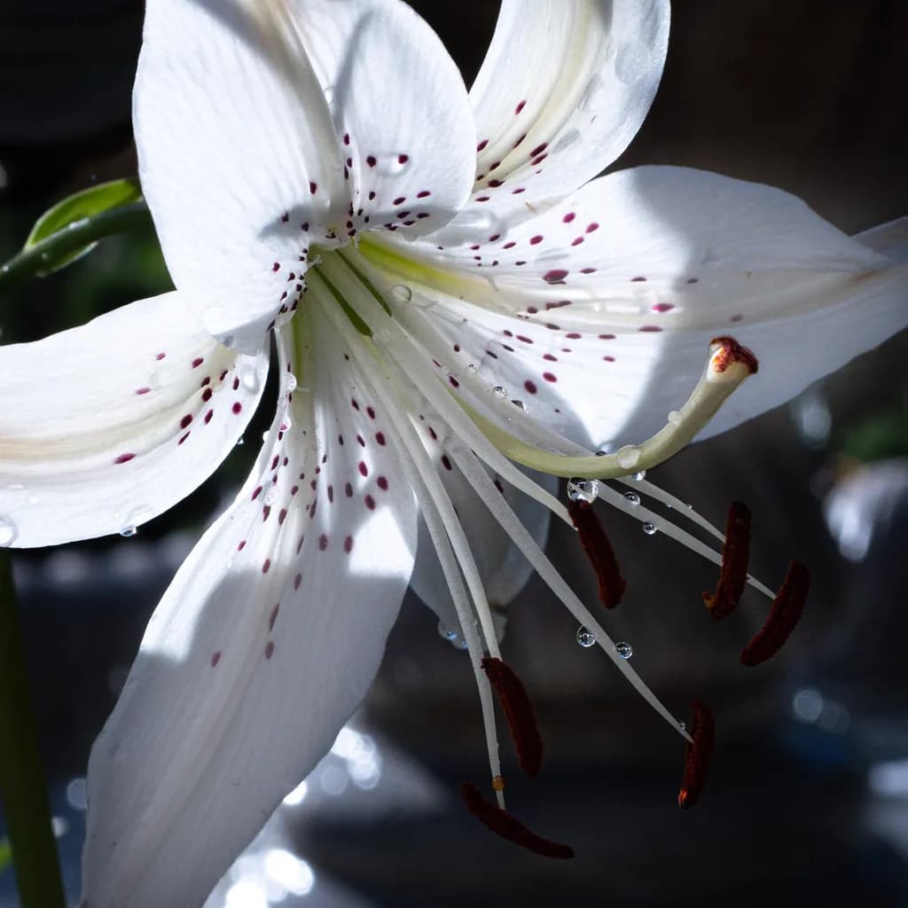 Lily by the Fountain