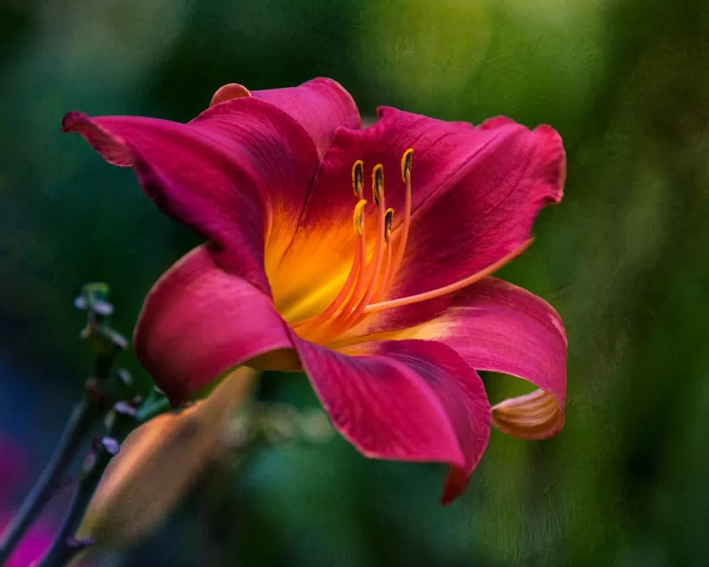 When Fire Blooms
