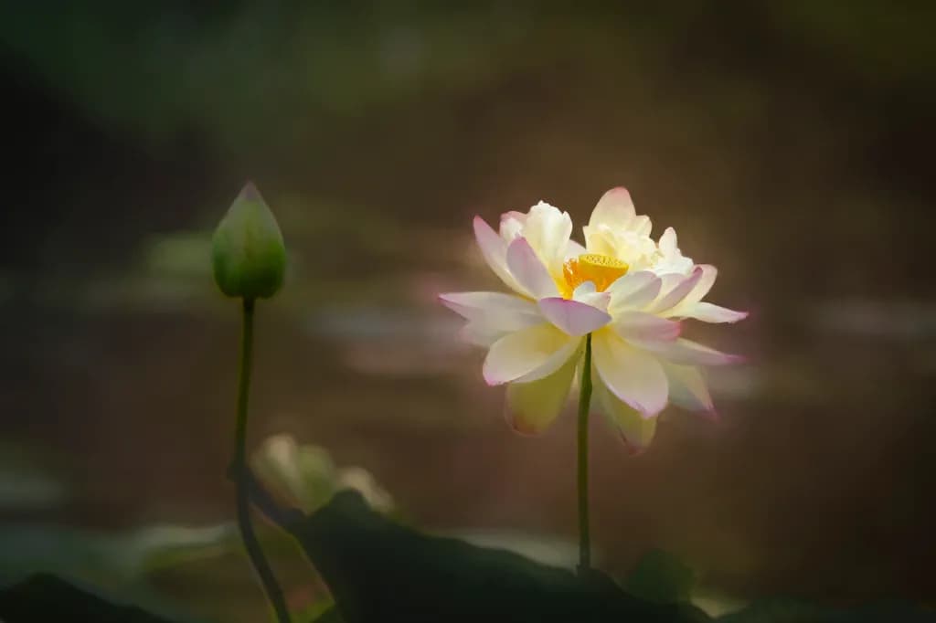 Awakening in Soft Light