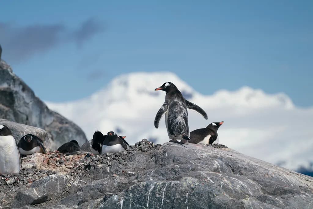 Penguins on Rocky Hill